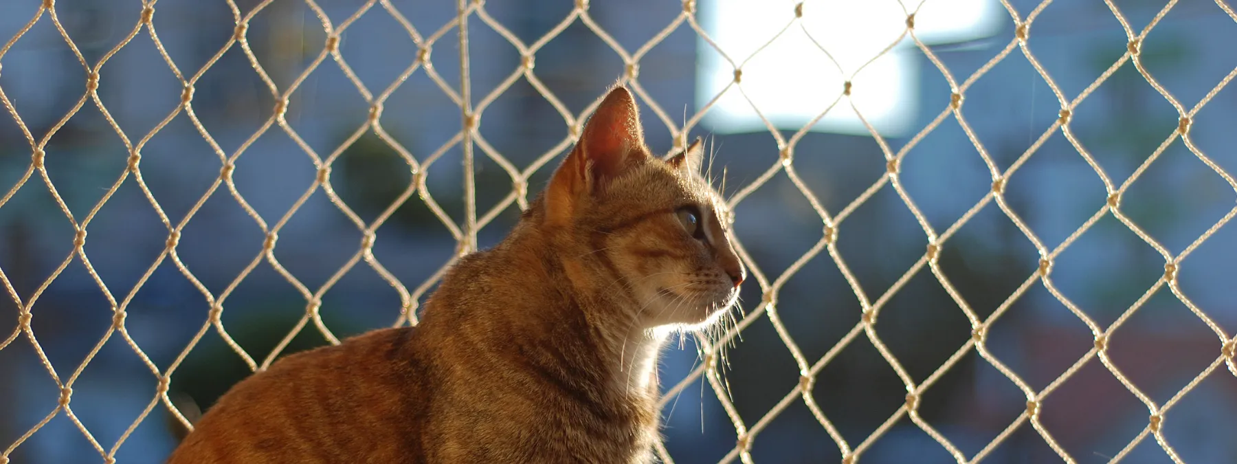 Kedi Koruma Filesi Balkon ve pencere güvenliği için uygulanan koruma filesi önünde oturan turuncu kedi