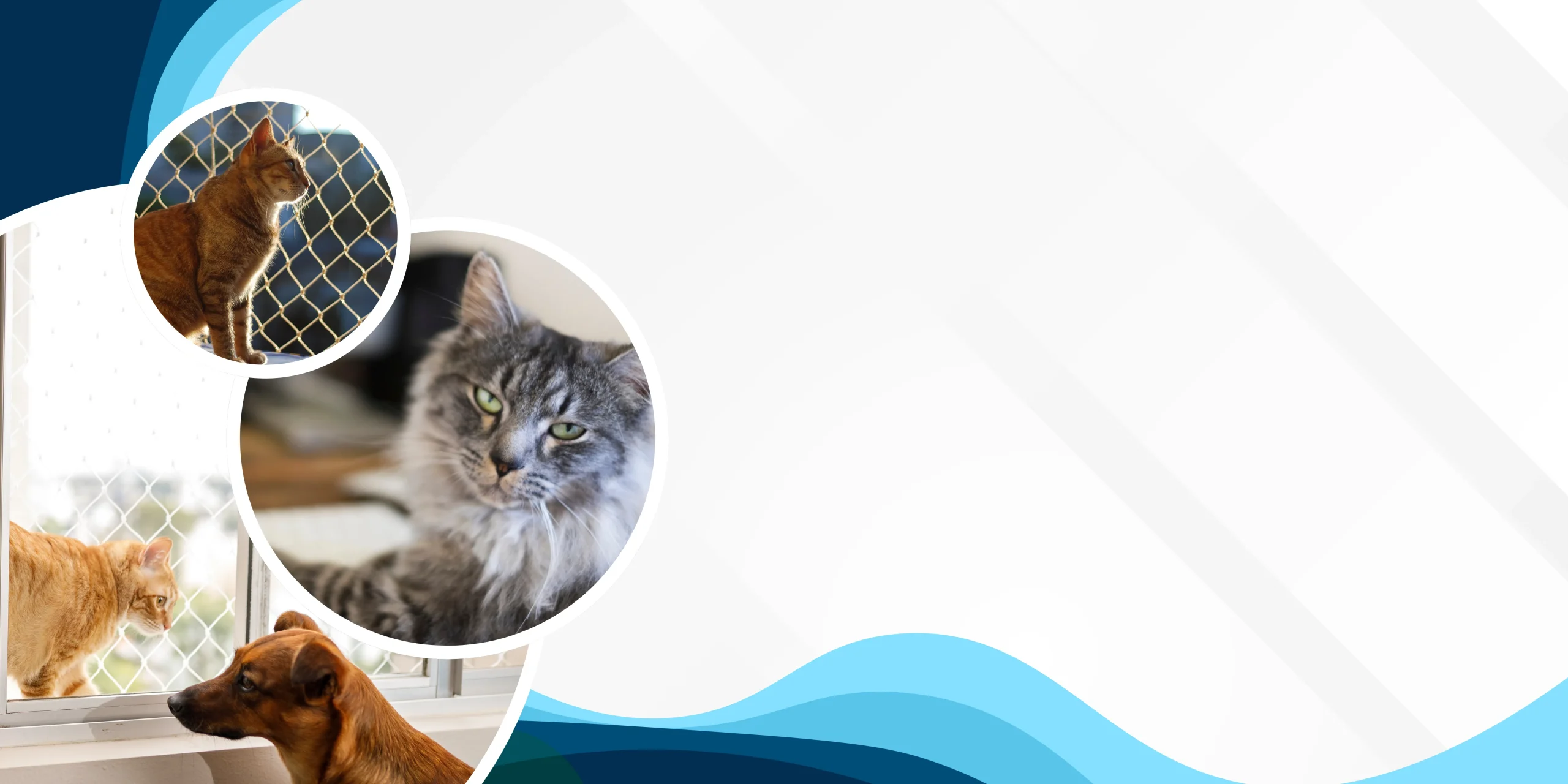 Kedi ve köpeklerin pencere ile balkonlarda güvenliği için kullanılan evcil hayvan koruma filesi